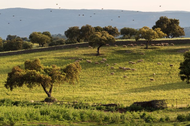 Calaveruela Abril-16