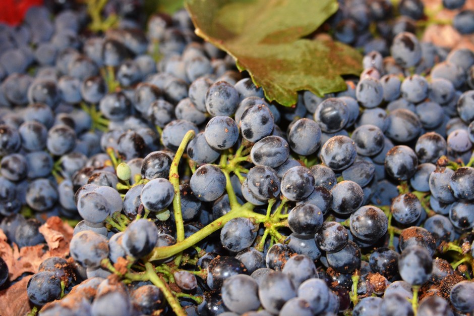 syrah-detallle-del-grano