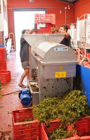 raspón-separado-de-la-uva