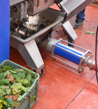 grano-con-piel-y-pepitas